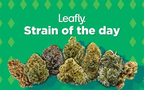 leafly.com|leafly shop.